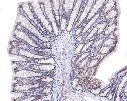 Invitrogen RUNX3 Monoclonal Antibody (A7B7) 100 &mu;L; Unconjugated:Antibodies,