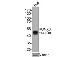 Invitrogen RUNX3 Monoclonal Antibody (A7B7) 100 &mu;L; Unconjugated:Antibodies,