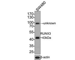 Invitrogen RUNX3 Monoclonal Antibody (A7B7) 100 &mu;L; Unconjugated:Antibodies,