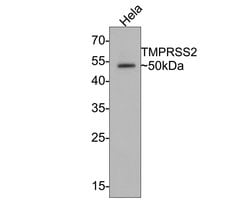 Invitrogen TMPRSS2 Monoclonal Antibody (A6D9) 100 &mu;L; Unconjugated:Antibodies,