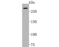 Invitrogen NCoR1 Monoclonal Antibody (A6H12) 100 &mu;L | Buy Online | Invitrogen&trade; | Fisher Scientific