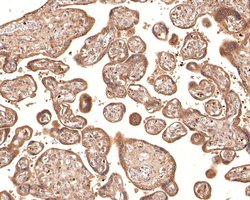 Invitrogen PRKCSH Monoclonal Antibody (A6H9) 100 &mu;L; Unconjugated:Antibodies,