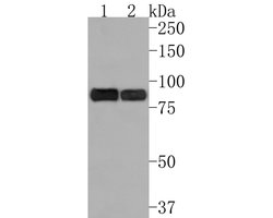Invitrogen PRKCSH Monoclonal Antibody (A6H9) 100 &mu;L; Unconjugated:Antibodies,