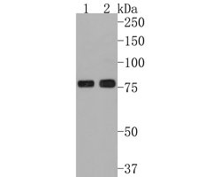 Invitrogen PRKCSH Monoclonal Antibody (A6H9) 100 &mu;L; Unconjugated:Antibodies,