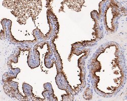 Invitrogen PSMA Monoclonal Antibody (A5G5) 100 &mu;L; Unconjugated:Antibodies,
