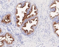 Invitrogen PSMA Monoclonal Antibody (A5G5) 100 &mu;L; Unconjugated:Antibodies,