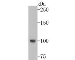 Invitrogen PSMA Monoclonal Antibody (A5G5) 100 &mu;L; Unconjugated:Antibodies,