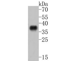 Invitrogen ABHD3 Monoclonal Antibody (A5D4) 100 &mu;L; Unconjugated:Antibodies,