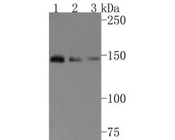 Invitrogen TSC1 Monoclonal Antibody (A6F1) 100 &mu;L; Unconjugated:Antibodies,