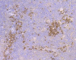 Invitrogen Cullin 2 Recombinant Rabbit Monoclonal Antibody (JG72-31) 100