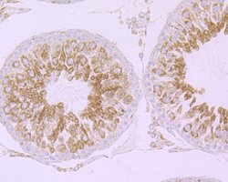 Invitrogen Cullin 2 Recombinant Rabbit Monoclonal Antibody (JG72-31) 100