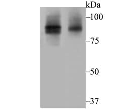 Invitrogen Cullin 2 Recombinant Rabbit Monoclonal Antibody (JG72-31) 100