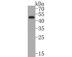 Invitrogen FOXA2 Recombinant Rabbit Monoclonal Antibody (JM10-64) 100 &mu;L;