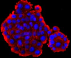 Invitrogen Glucagon Recombinant Rabbit Monoclonal Antibody (JF33-10) 100