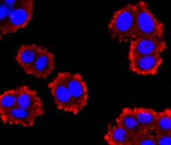 Invitrogen Glucagon Recombinant Rabbit Monoclonal Antibody (JF33-10) 100