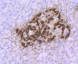 Invitrogen Glucagon Recombinant Rabbit Monoclonal Antibody (JF33-10) 100