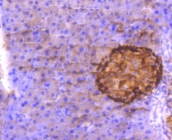 Invitrogen Glucagon Recombinant Rabbit Monoclonal Antibody (JF0960) 100