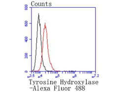 Invitrogen Tyrosine Hydroxylase Recombinant Rabbit Monoclonal Antibody
