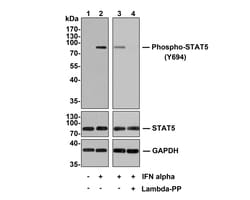 Invitrogen Phospho-STAT5 alpha (Tyr694) Recombinant Rabbit Monoclonal Antibody (SC05-31) 100 &mu;L | Buy Online | Invitrogen&trade; | Fisher Scientific