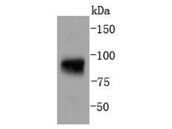 Invitrogen Phospho-STAT5 alpha (Tyr694) Recombinant Rabbit Monoclonal Antibody (SC05-31) 100 &mu;L | Buy Online | Invitrogen&trade; | Fisher Scientific