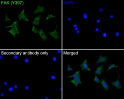 Invitrogen Phospho-FAK (Tyr397) Recombinant Rabbit Monoclonal Antibody