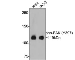 Invitrogen Phospho-FAK (Tyr397) Recombinant Rabbit Monoclonal Antibody