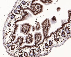 Invitrogen Histone H3.3 Recombinant Rabbit Monoclonal Antibody (ST50-08)