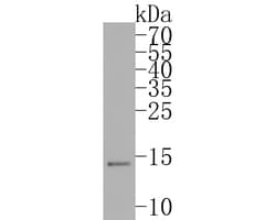 Invitrogen Histone H3.3 Recombinant Rabbit Monoclonal Antibody (ST50-08)