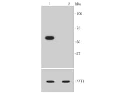 Invitrogen Phospho-AKT1 (Ser473) Recombinant Rabbit Monoclonal Antibody