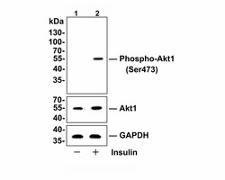 Invitrogen Phospho-AKT1 (Ser473) Recombinant Rabbit Monoclonal Antibody