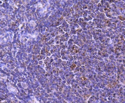 Invitrogen STAT6 Recombinant Rabbit Monoclonal Antibody (SY02-72) 100 &mu;L;