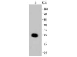 Invitrogen GFP Recombinant Rabbit Monoclonal Antibody (SR48-02) 100 &mu;L;