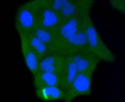 Invitrogen Caspase 3 Recombinant Rabbit Monoclonal Antibody (SR03-01) 100