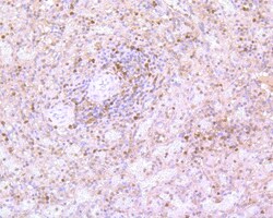 Invitrogen Caspase 3 Recombinant Rabbit Monoclonal Antibody (SR03-01) 100