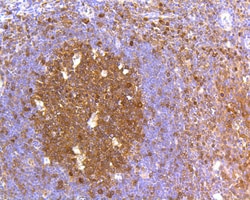 Invitrogen Caspase 3 Recombinant Rabbit Monoclonal Antibody (SR03-01) 100
