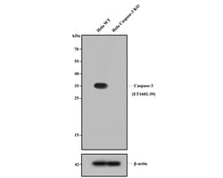 Invitrogen Caspase 3 Recombinant Rabbit Monoclonal Antibody (SR03-01) 100