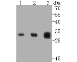 Invitrogen Caspase 3 Recombinant Rabbit Monoclonal Antibody (SR03-01) 100