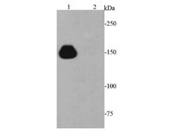 Invitrogen Cas9 Monoclonal Antibody (8-A6-6) 100 &mu;L; Unconjugated:Antibodies,