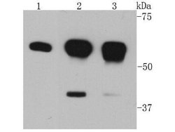 Invitrogen AKT1 Monoclonal Antibody (D9-9-C9) 100 &mu;L; Unconjugated:Antibodies,