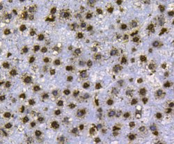 Invitrogen Histone H3 Monoclonal Antibody (3-C4) 100 &mu;L; Unconjugated:Antibodies,