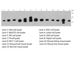 Invitrogen Histone H3 Monoclonal Antibody (3-C4) 100 &mu;L; Unconjugated:Antibodies,