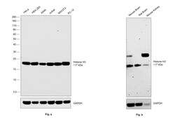 Invitrogen Histone H3 Monoclonal Antibody (3-C4) 100 &mu;L; Unconjugated:Antibodies,