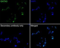 Invitrogen GATA3 Monoclonal Antibody (A3G3) 100 &mu;L; Unconjugated:Antibodies,