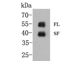 Invitrogen GATA3 Monoclonal Antibody (A3G3) 100 &mu;L; Unconjugated:Antibodies,