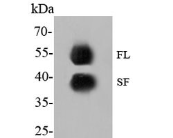 Invitrogen GATA3 Monoclonal Antibody (A3G6) 100 &mu;L | Buy Online | Invitrogen&trade; | Fisher Scientific