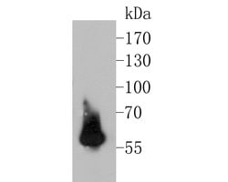 Invitrogen PAX8 Monoclonal Antibody (6G1) 100 &mu;L; Unconjugated:Antibodies,