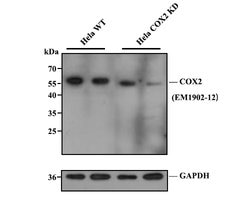 Invitrogen COX2 Monoclonal Antibody (A3F7) 100 &mu;L; Unconjugated:Antibodies,