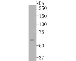 Invitrogen COX2 Monoclonal Antibody (A3F7) 100 &mu;L; Unconjugated:Antibodies,