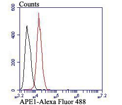 Invitrogen APE1 Monoclonal Antibody (12H2) 100 &mu;L; Unconjugated:Antibodies,
