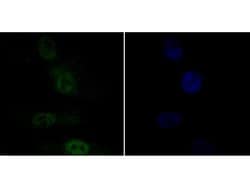 Invitrogen APE1 Monoclonal Antibody (12H2) 100 &mu;L; Unconjugated:Antibodies,